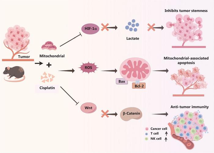 The schematic diagram illustrates the synergistic anti-tumor effect of the combination of mitochondrial transplantation and cisplatin.