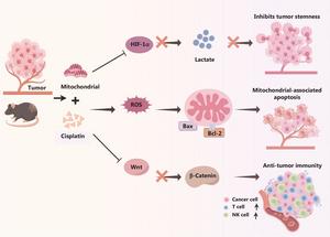 The schematic diagram illustrates the synergistic anti-tumor effect of the combination of mitochondrial transplantation and cisplatin.