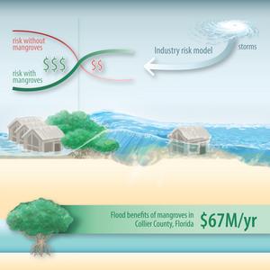 Infographic: Monetary benefit of mangroves for coastal properties