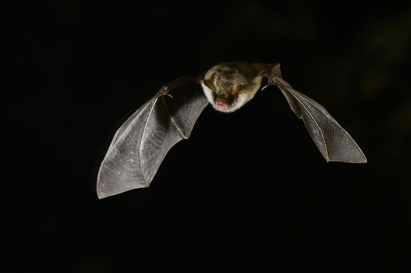 <i>Myotis escalerai</i> Bate