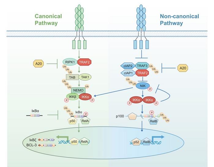 Regulation of the Canonical and Non-Canonical NF-κB Pathways