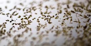 Soybean cyst nematode nodules