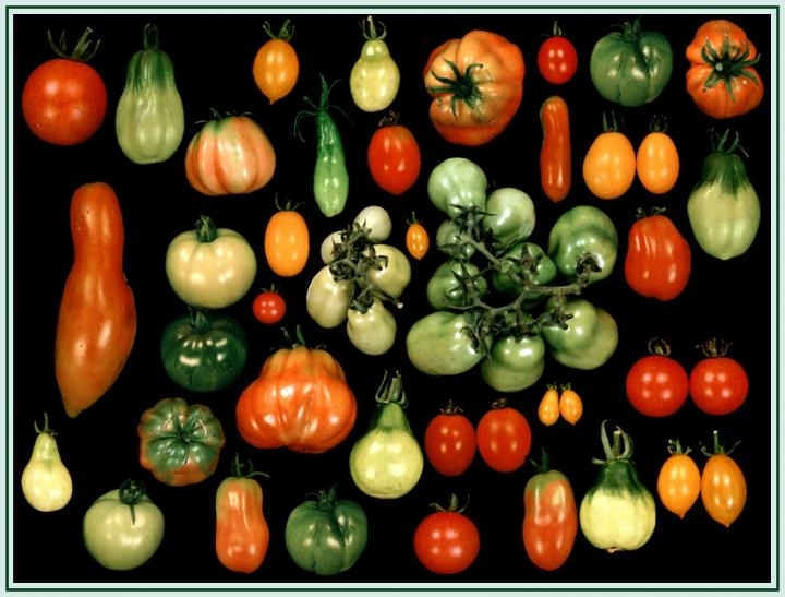 Diversity Makes the Difference - also in Tomatoes