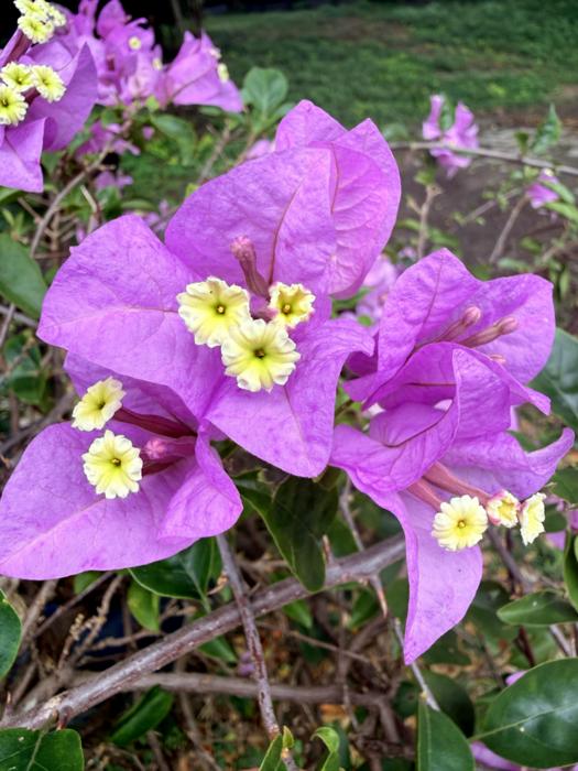Bougainvillea