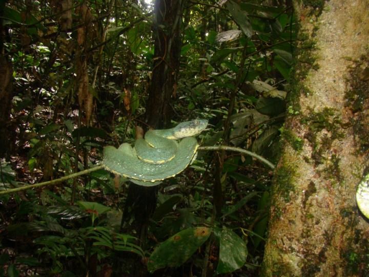 Long-Term Resilience of Earth's Tropical Forests in Warmer World (14 of 18)