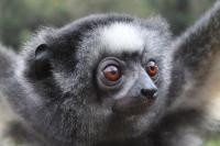 Lemur