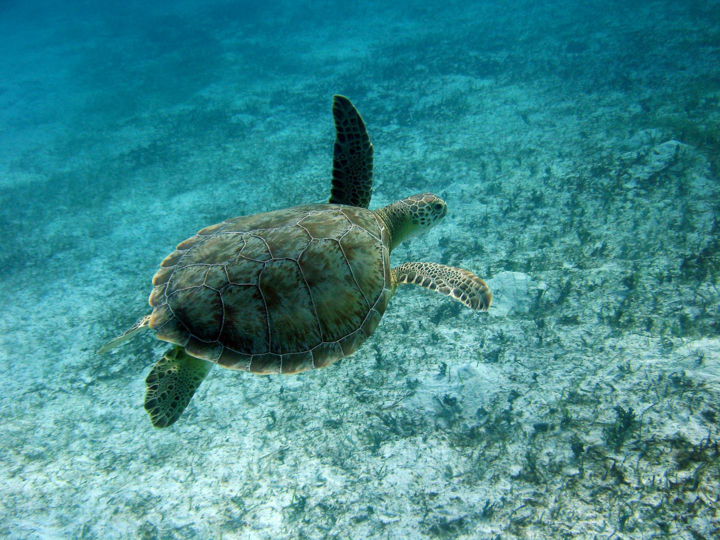 Mediterranian Green Turtle