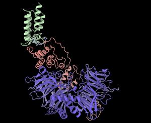 Cryo-EM structure of the complex