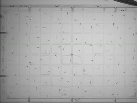 Larval Zebrafish Locomotor Activity Assay