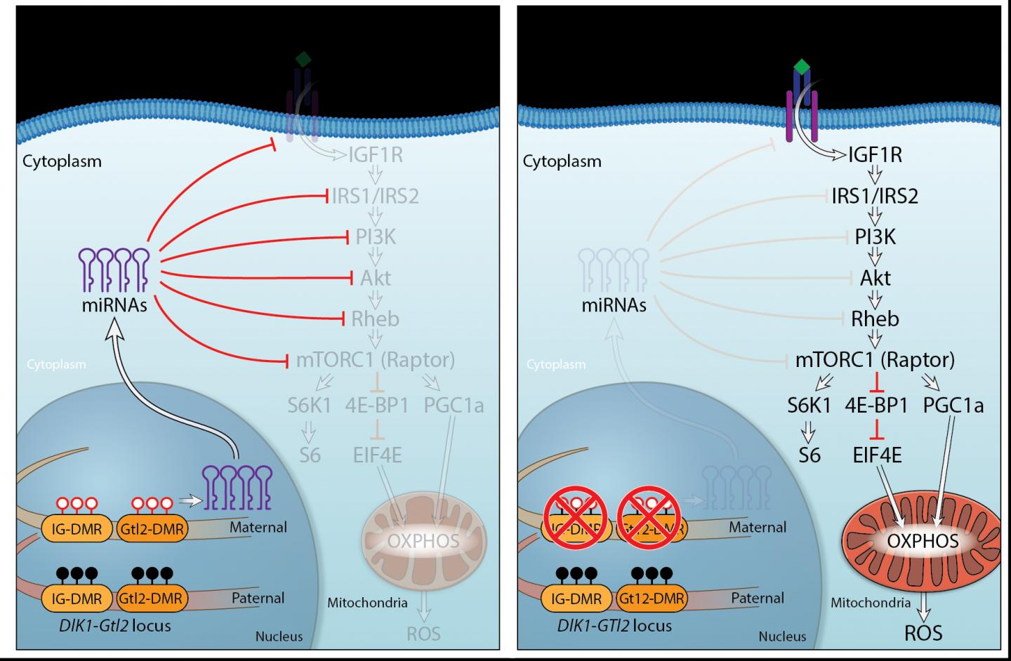 MicroRNA Clusters