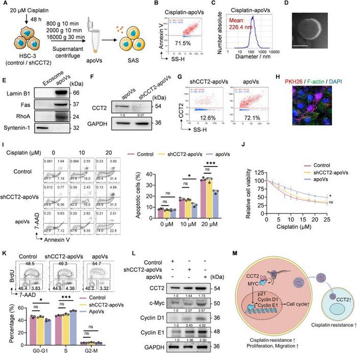 apoVs from HSC-3 cells transfer CCT2 to SAS cells and promote their cisplatin resistance