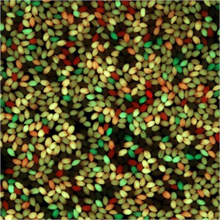 <i>Arabidopsis</i> Seed