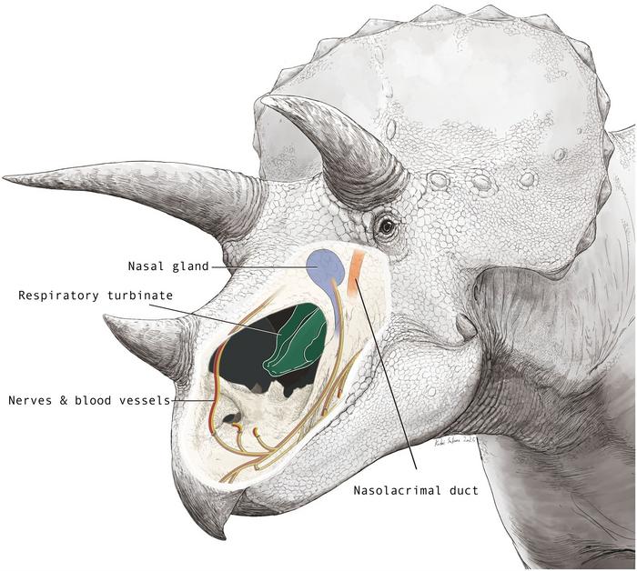 Triceratops nasal cavity
