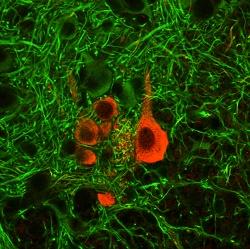 Mouse Neurons