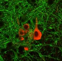 Mouse Neurons