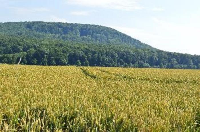 Field of conventionally farmed winter wheat near Göttingen