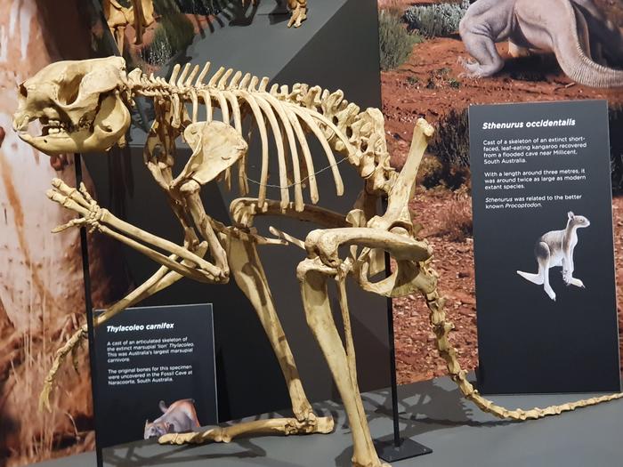 Jumping giants: Fossils show giant prehistoric kangaroos could still hop