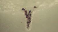 Learning from Ants