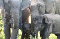 Captive Elephants (1 of 2)