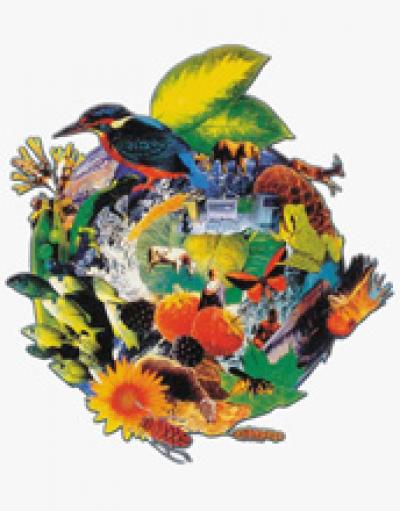 Illustration of Animals and Plants