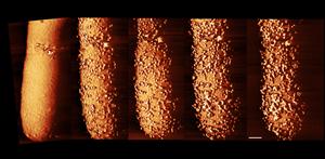 Startling images show how antibiotic pierces bacteria’s armour
