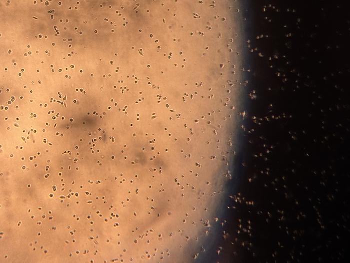 Nanoplastics under a microscope
