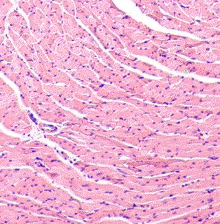 Photomicrograph