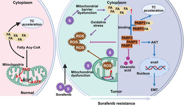 Oleanolic Acid Restores Drug Sensitivity in Sorafenib-resistant Hepatocellular Carcinoma