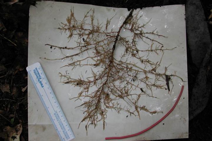 Slippery Elm Root