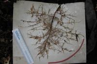 Slippery Elm Root