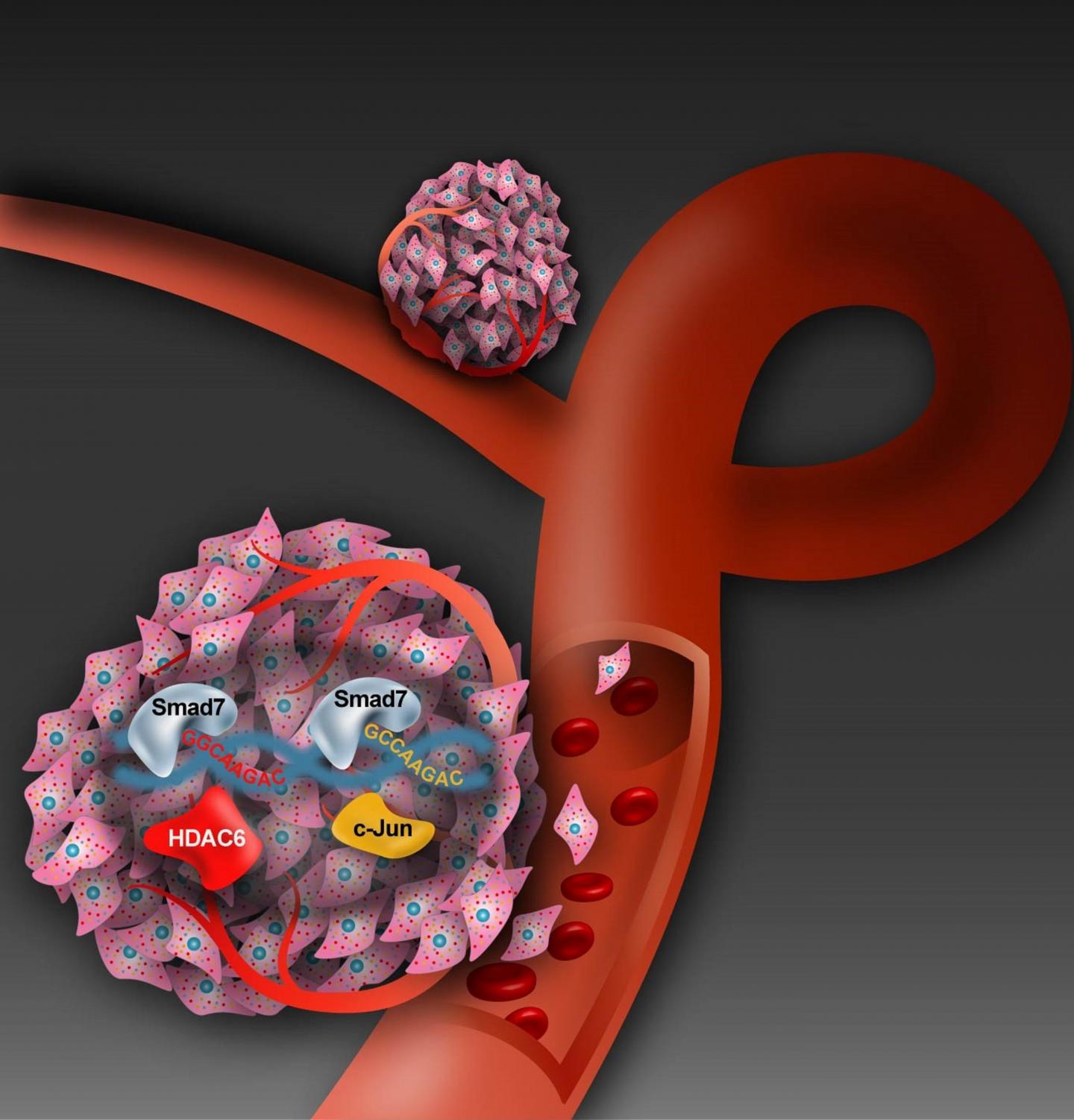 TGF-B Pathway