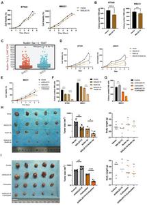 In vivo and in vitro experiments validated the effect of SIGLEC15 on breast cancer proliferation and explored therapeutic strategies based on its expression level.