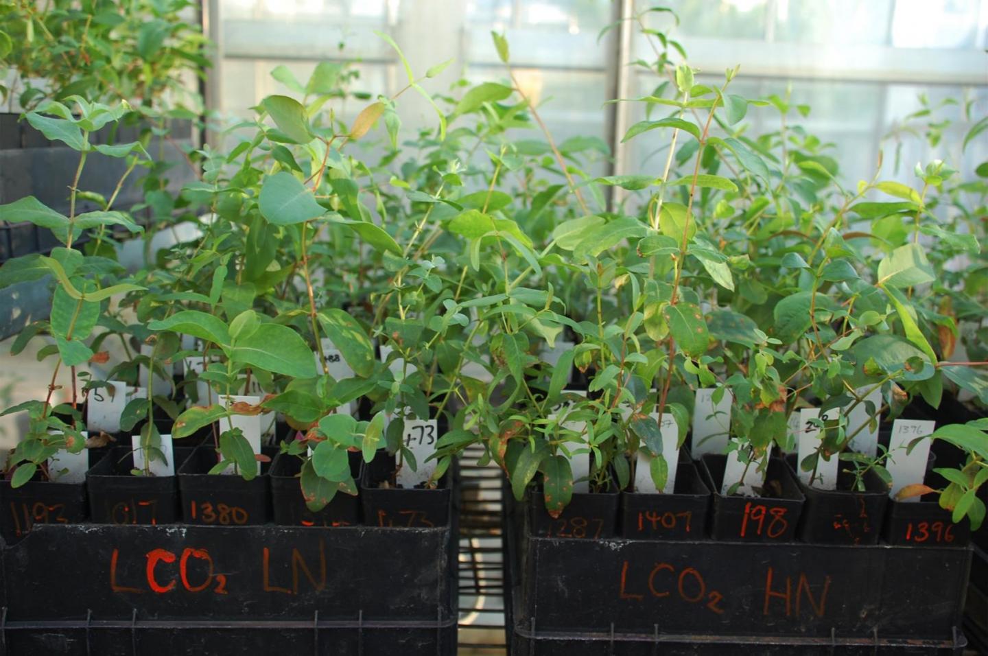 Greenhouse