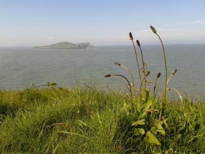Plantago Lanceolata