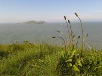 Plantago Lanceolata