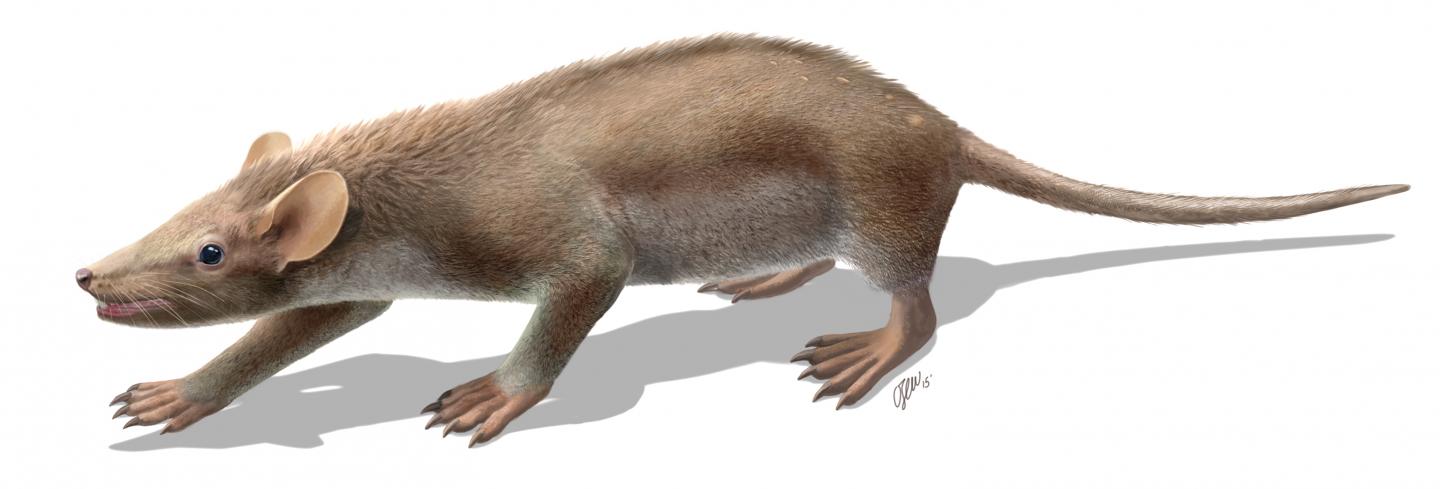 Living Reconstruction of <i>Spinolestes</i>