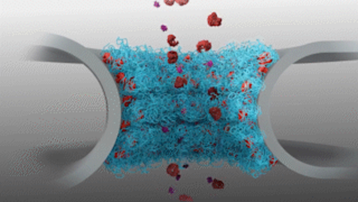 Animated illustration of the nuclear pore