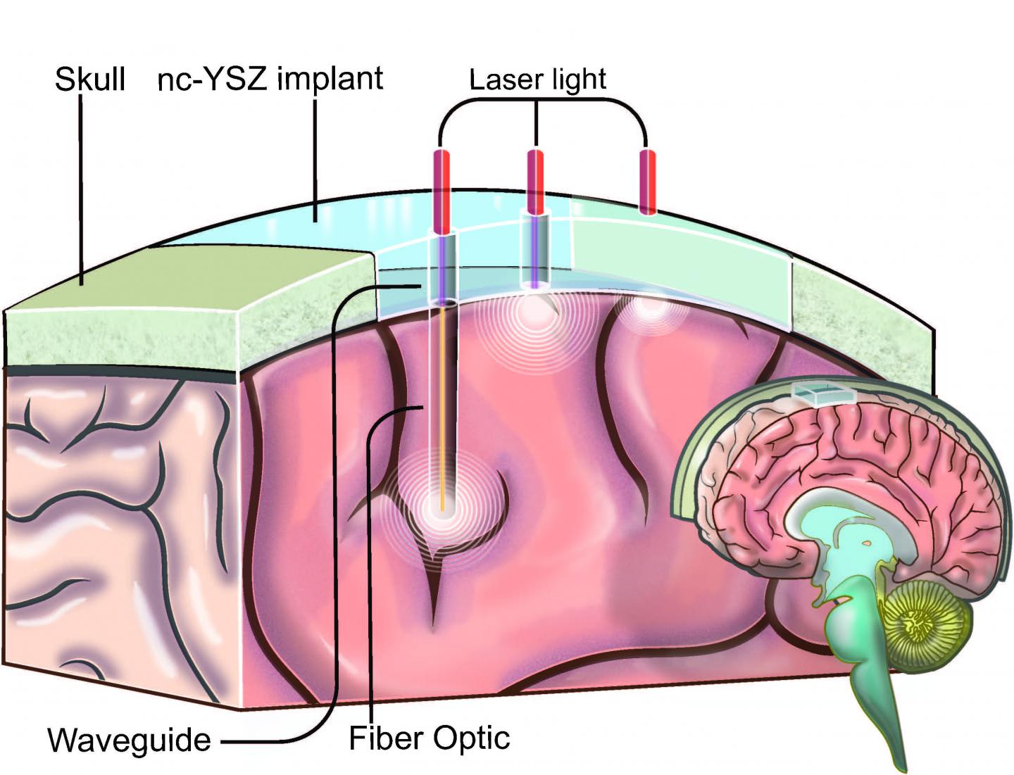 Window to the Brain Illustration