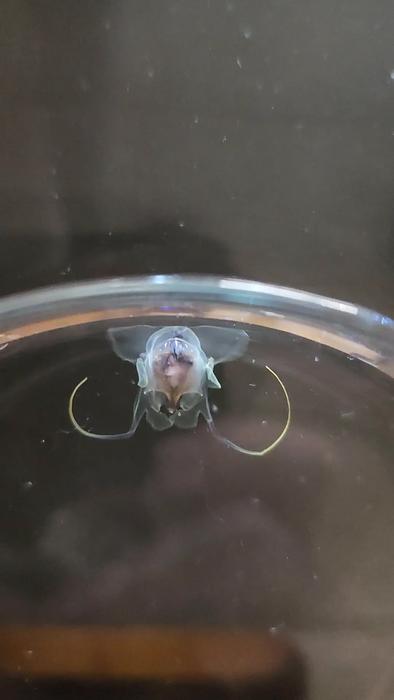 Thecosome pteropod