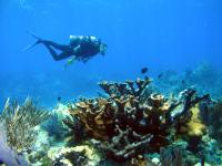Healthy Elkhorn Coral