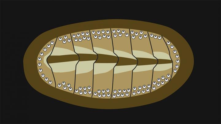 Some Mollusks Equip Their Armor with Eyes
