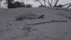 Leatherback hatchlings