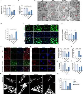Nicotinamide riboside chloride (NRC) treatment ameliorated mitochondrial dysfunction and mitochondrial oxidative stress.