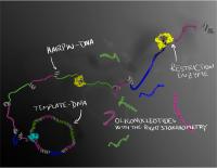 Illustration Oligonucleotides
