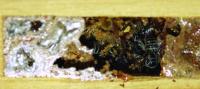 Nest of Mason Bee