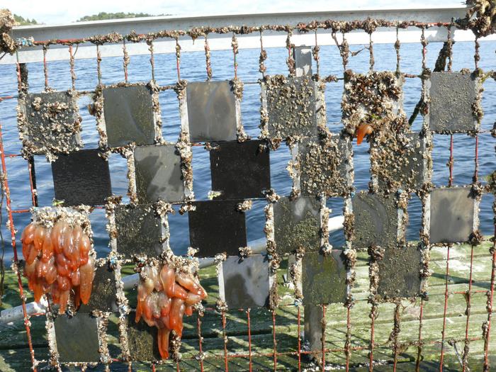 Different antifouling paints were applied to panels and then immersed in water for up to six months
