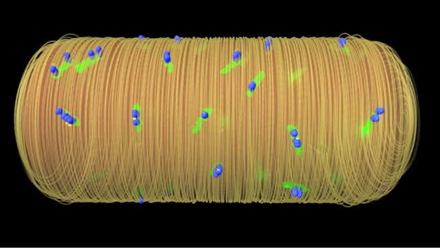Building the Bacterial Wall