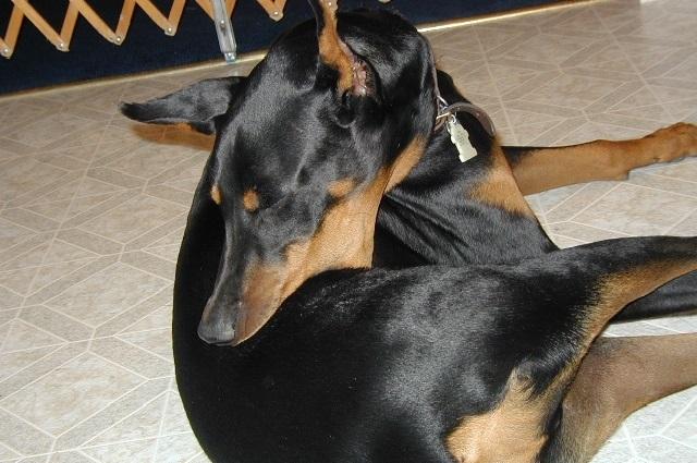 Doberman Pinscher Flank Sucking