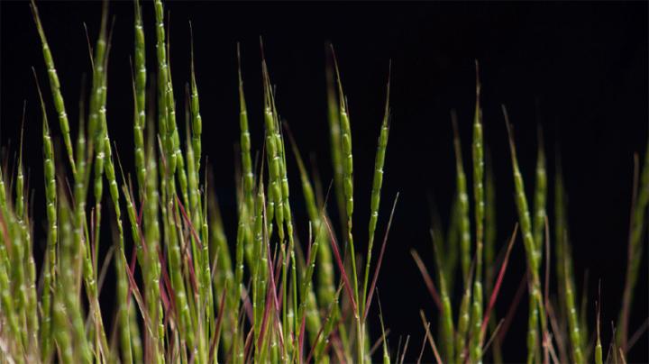 Aegilops tauschii Photo