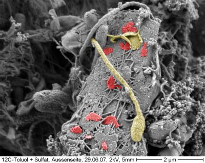 <i>Hyphomicrobium sp.</i>
